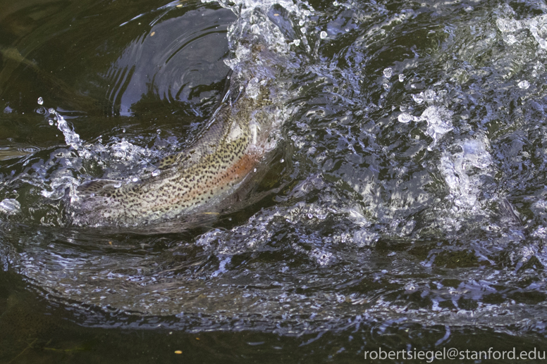 Salmon ponds